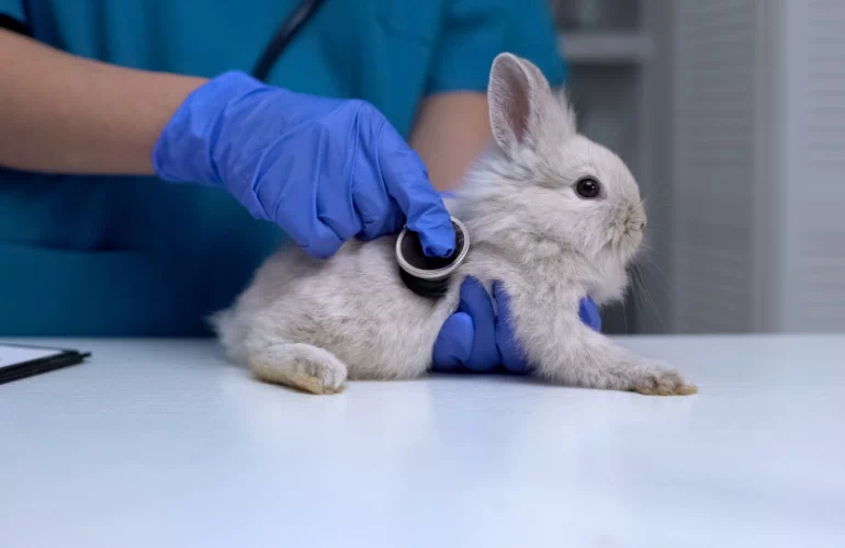 badanie królika przez weterynarza