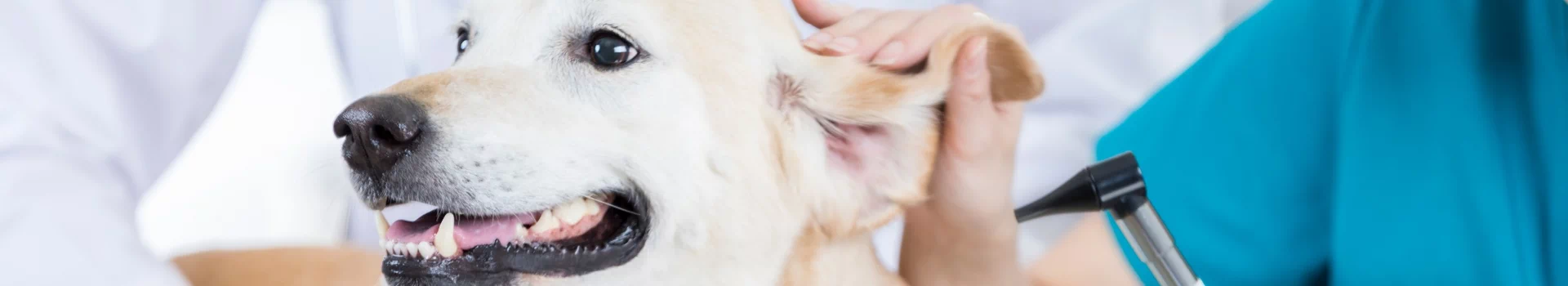 badanie ucha psa