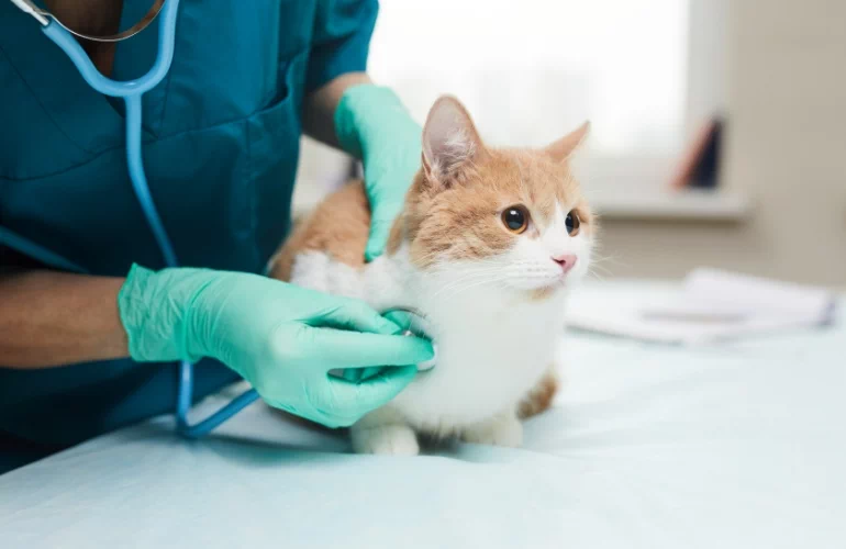 badanie kota przez weterynarza